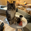 【猫】台湾で出会った猫たち｜北から南へ、癒しのカフェ＆お宿（全8スポット）