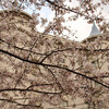 赤坂の桜