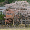 最後の桜-旧丹生小学校-