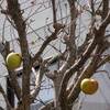 ムクゲの木に林檎の実、餌台の進化形