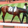 ２４日に帰厩済。次走は来月１９日の阪神・高砂特別への出走を予定しています。☆イルデレーヴ