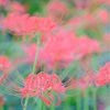 ９月の赤塚植物園、その３。