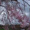 鶏舎の桜