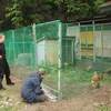 Chicken fence