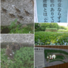 梅雨の散歩道　雨と犬とヘイケホタル「ほたる水路」アジサイと・・おや 🐍❢