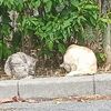 怖いもの知らず