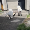 ワクチン注射
