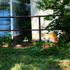 地域猫