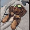 【かわいい】人間のようにリラックスするワンちゃん、ホーム・スパでうっとり