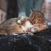 猫が告げる春の訪れ