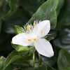トキワツユクサとムラサキツユクサ属の花たち