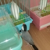 最近の、私と文鳥達の一日③