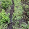 梅雨の家庭菜園でナメクジやカタツムリと共存できるのか？【自然農の家庭菜園】