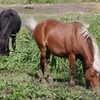 ７月１４日の放牧馬