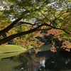 🍂小石川後楽園の紅葉状況😊