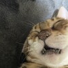 【猫】3匹目の保護猫をお迎えした話し