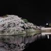 彦根城の夜桜