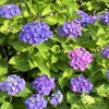 早朝の青果露店 & ロードサイドを飾る紫陽花
