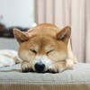 お久しぶりの麦のあれこれ