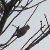 啄木鳥