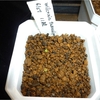 ウィルコキア・タマウリペンシス　Wilcoxia tamaulipensis　発芽