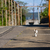 西九州離島のねこさん