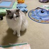 Y子が仕事でショックだったふくちゃん