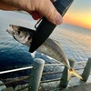 半月ぶりの釣り、遠投系アジング。