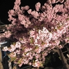 夜桜