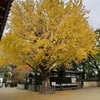 松原八幡神社の大イチョウ