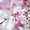 枝垂れ桜 03/31