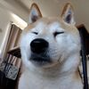 わんこのその後