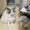 今日も堂々とベッドの真ん中で眠るふくちゃん