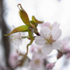 桜に降る雨