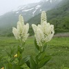 雨模様の日の虫たちのこと