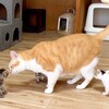 可愛いネコちゃんシリーズー1・・・