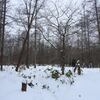 ［北海道編］　クマゲラ