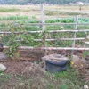 今年最後のサツマイモ収穫　this year's last harvest of sweet potatoes