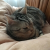 着地ベタな猫