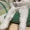 2022年2月22日はスーパー猫の日❓