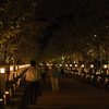 夜の鶴岡八幡宮・ぼんぼり祭りの風景。