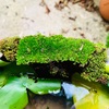 メダカ鉢に苔（コケ）を貼る