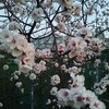 桜の種類かな？