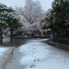 雪見桜