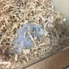 しろあん637日目