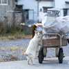 豊後諸島のねこさん