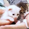 可愛いネコちゃんシリーズー4・・・