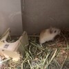 くるみあん110日目