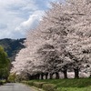 桜との別れ