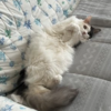 ルーが甘えん坊モードに？首も順調に回復中 🐾
